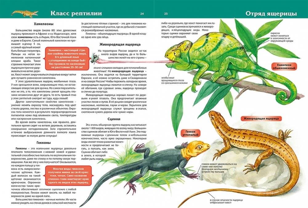 Животные. Детская энциклопедия фото книги 5