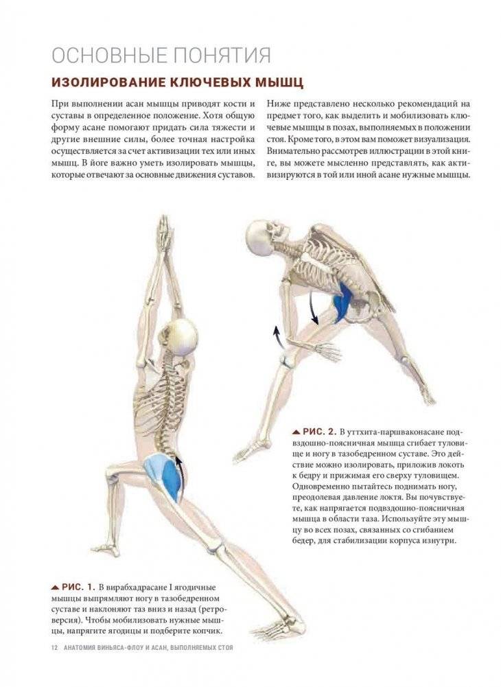 Анатомия виньяса-флоу и асан, выполняемых стоя. Руководство фото книги 10