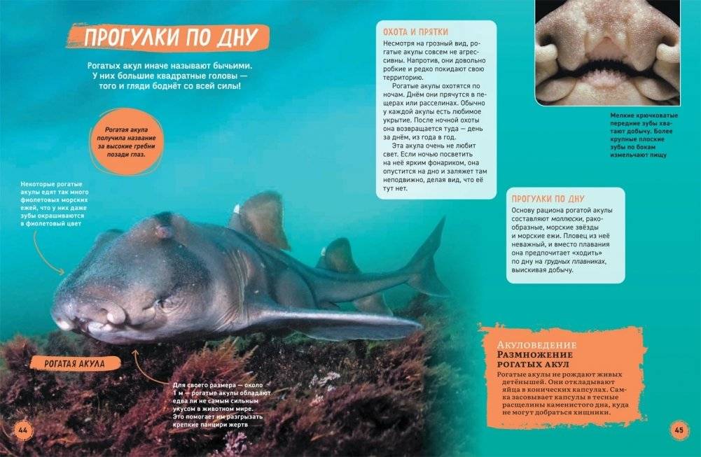 Акулы. Иллюстрированная энциклопедия фото книги 7