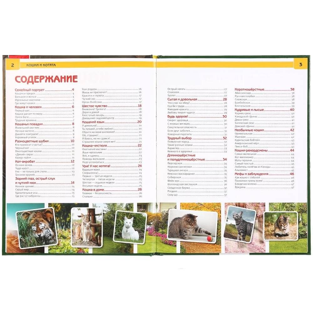 Кошки и котята фото книги 2