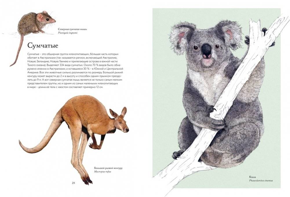 Тайны дикой природы фото книги 6