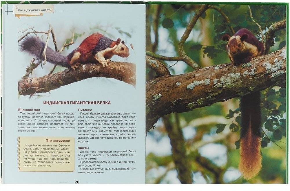 Энциклопедия для детей. Кто в джунглях живет? фото книги 2