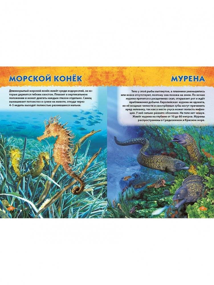 Подводный мир. Первая энциклопедия дошкольника фото книги 7