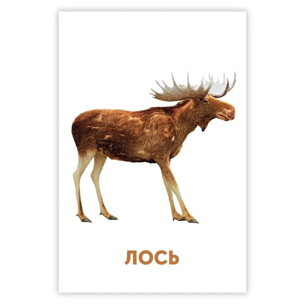 Развивающие карточки. Дикие животные фото книги 2