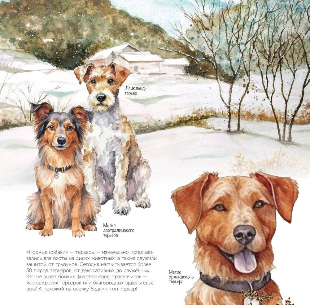 Собаки мира. Календарь для детей на 2025 год фото книги 3