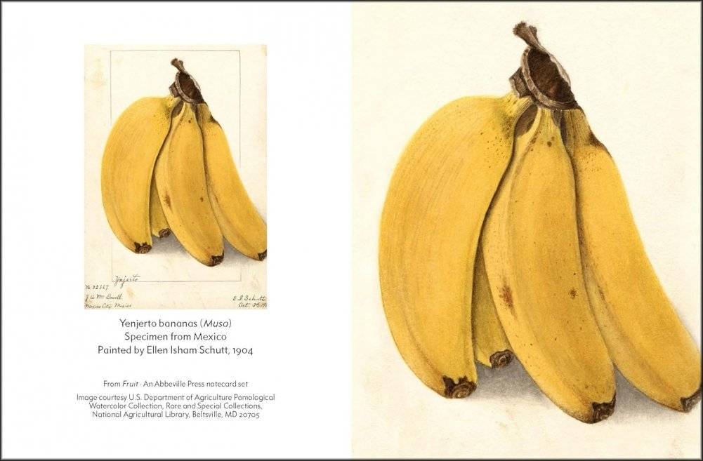 Fruit (an abbeville notecard set): Selections from the USDA Pomological Watercolor Collection (Detailed Notes) фото книги 3