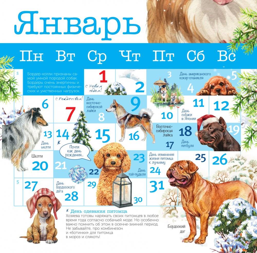 Собаки мира. Календарь для детей на 2025 год фото книги 2