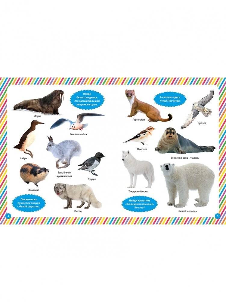 Фотокнига для малышей. Животный мир фото книги 2