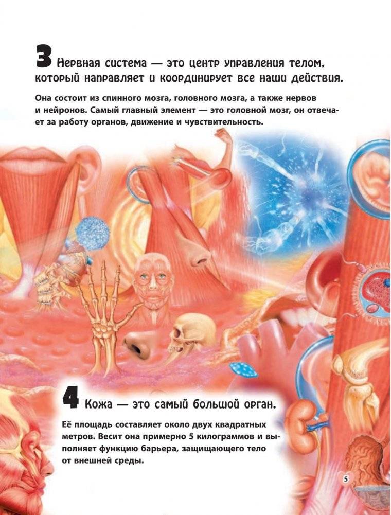 Тело человека фото книги 2