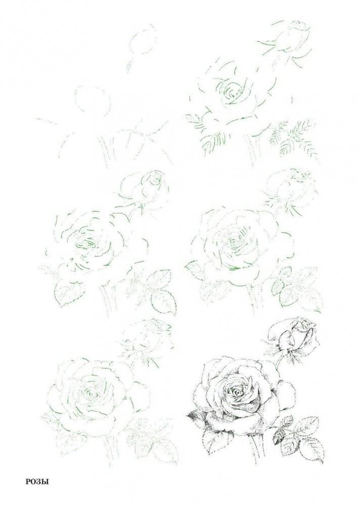 Рисуем 50 цветов и деревьев фото книги 4