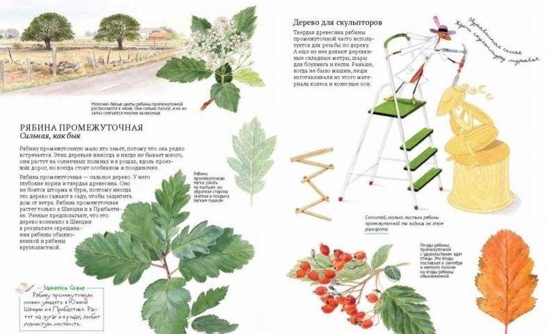 Софи в мире деревьев фото книги 11