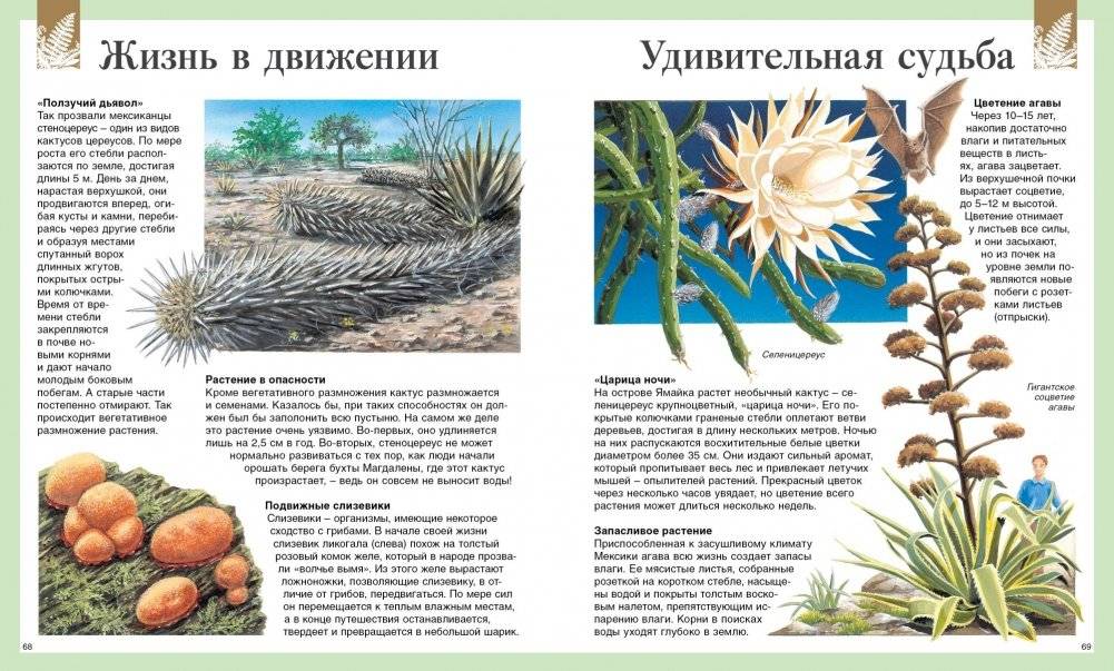 Детская энциклопедия. 250 чудес света фото книги 7