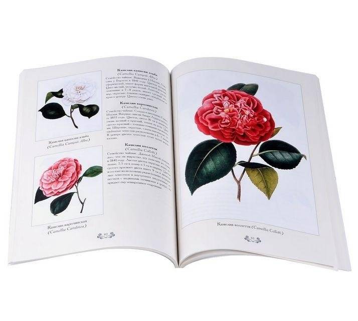 Камелии фото книги 2