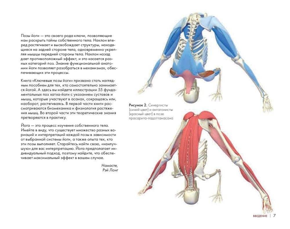 Ключевые позы йоги. Руководство по функциональной анатомии йоги фото книги 6