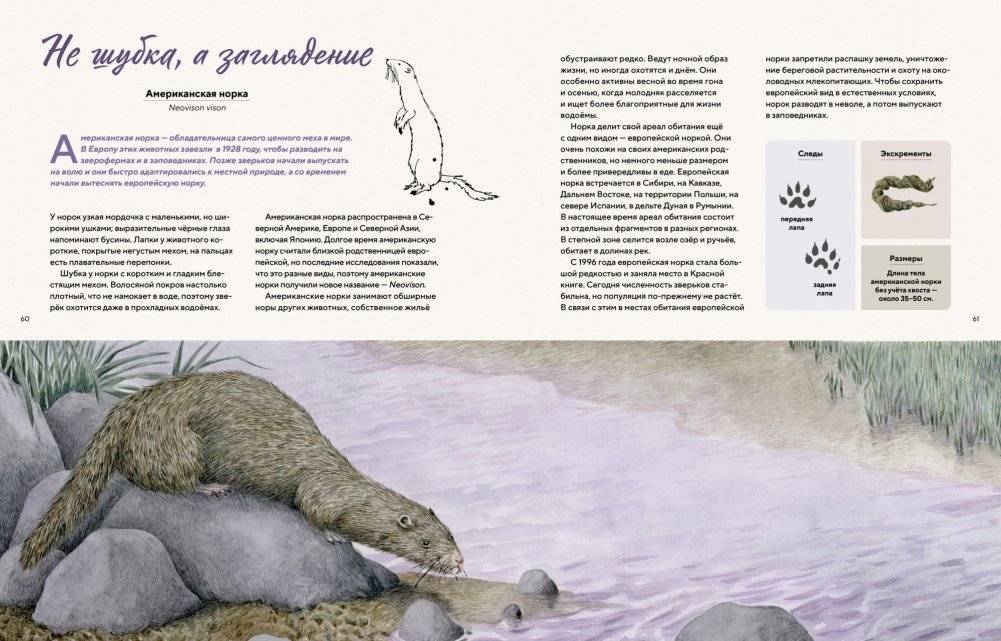 Наши соседи по планете. Рассказы о диких животных фото книги 7
