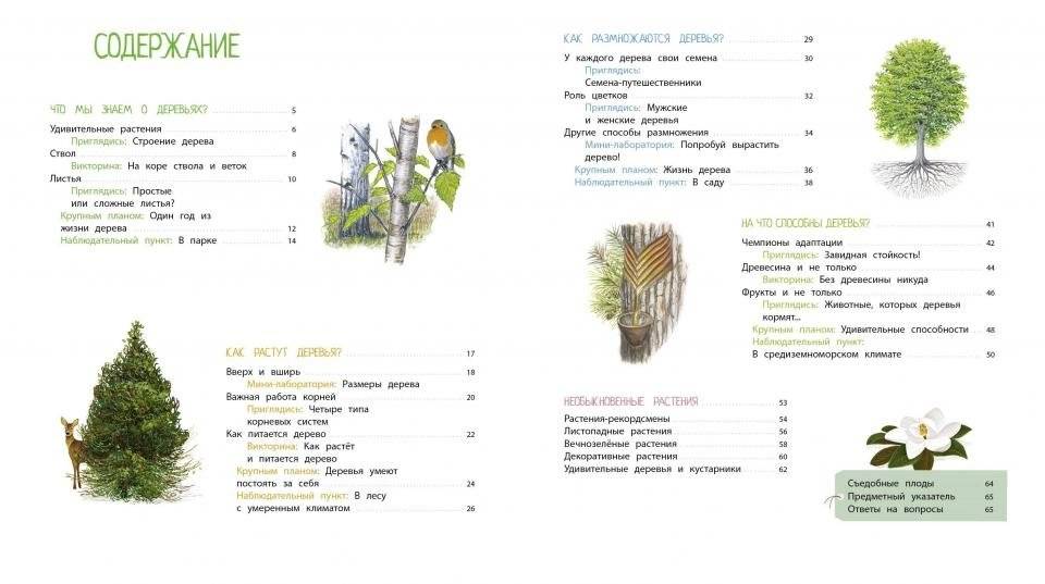 Деревья и кустарники фото книги 3