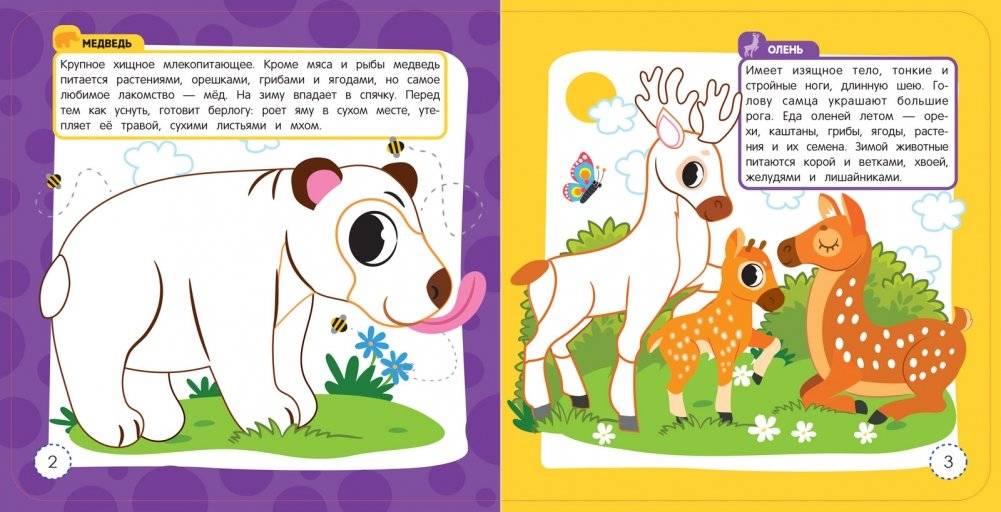 Животные леса. Раскраска-энциклопедия (более 10 животных) фото книги 2