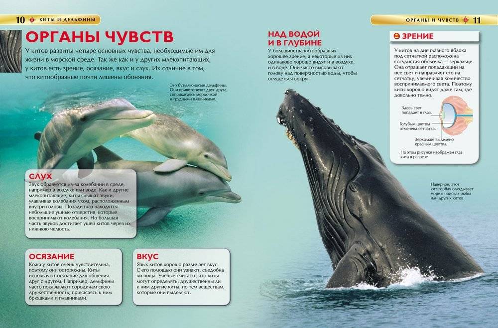 Киты и дельфины. Детская энциклопедия фото книги 2