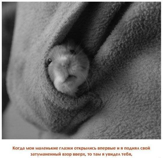 Дорогой папочка. Отец, друг и герой фото книги 8