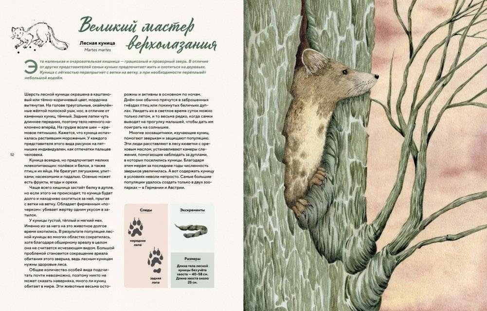 Наши соседи по планете. Рассказы о диких животных фото книги 6