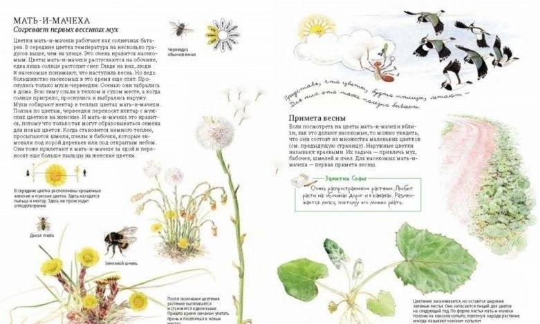 Софи в мире цветов фото книги 11