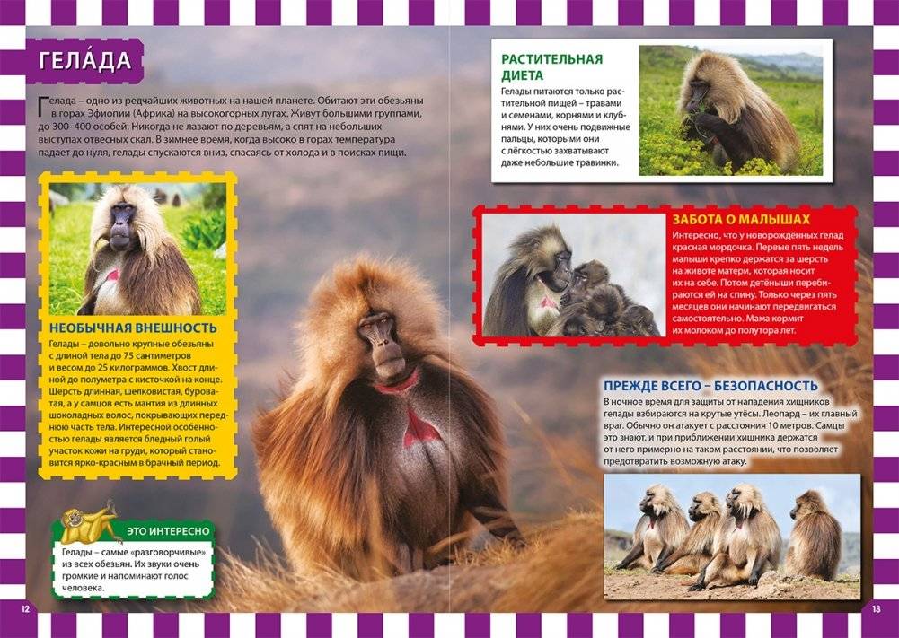 Обезьяны фото книги 2