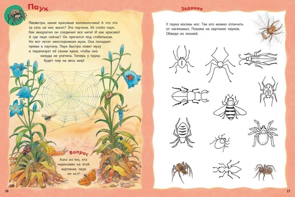 Кто живёт на опушке? Книжка-активити с развивающими заданиями, головоломками, наклейками фото книги 5