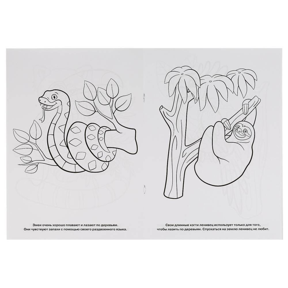 Тропический лес фото книги 2