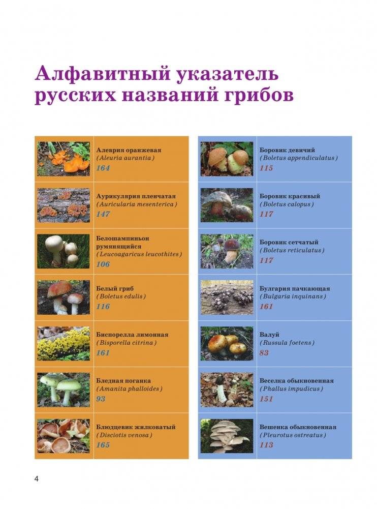 Большая энциклопедия. Грибы. Съедобные и несъедобные. Собираем и готовим. фото книги 5