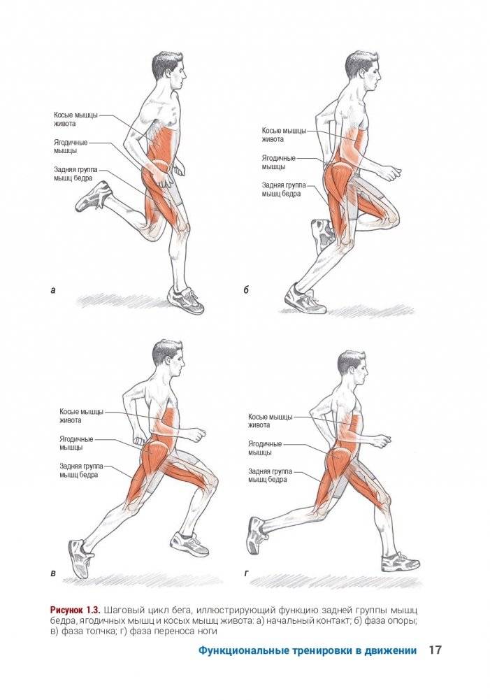 Анатомия функциональных тренировок фото книги 15