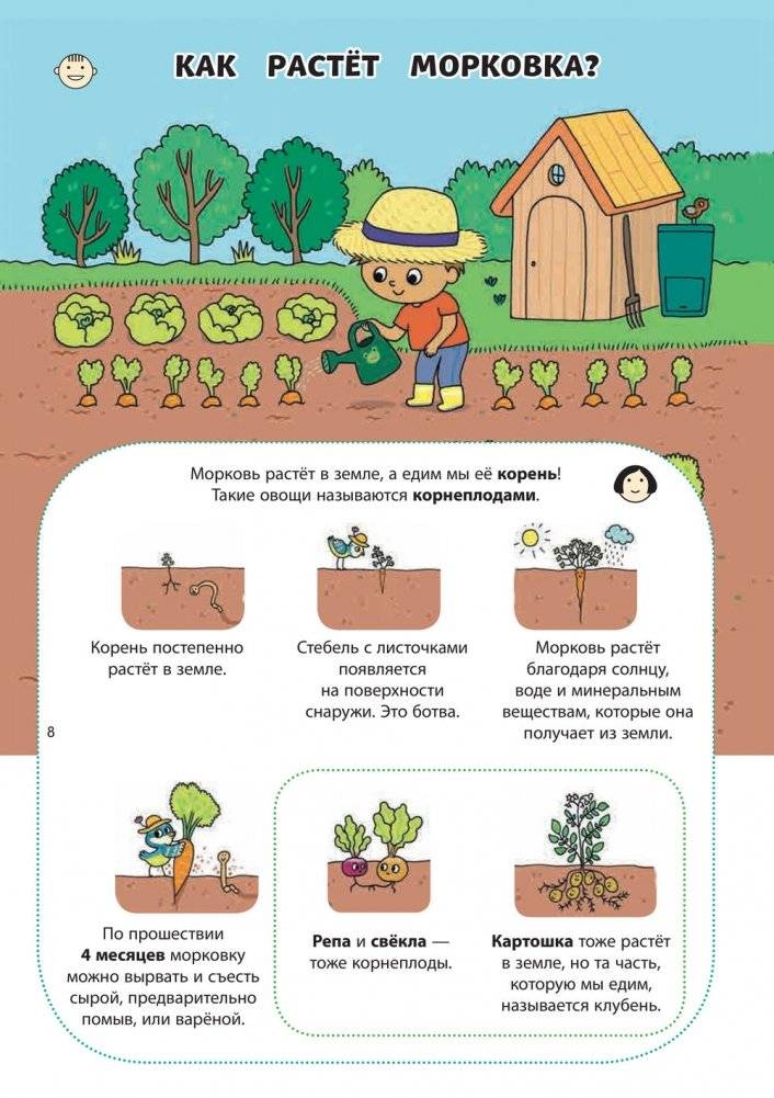 Почему трава зелёная? И другие вопросы о природе фото книги 4