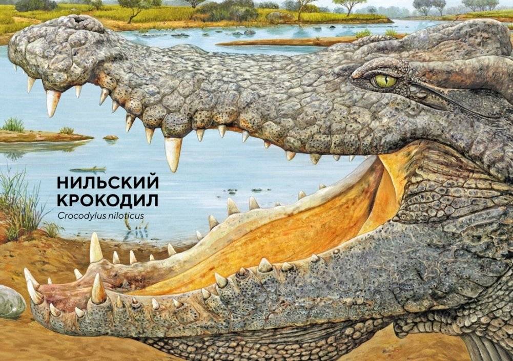 Животные Африки в натуральную величину фото книги 3