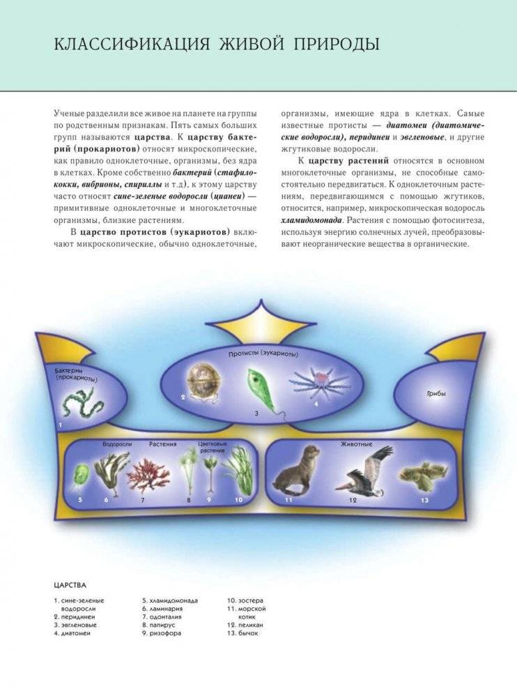 Подводный мир. Полная энциклопедия фото книги 9