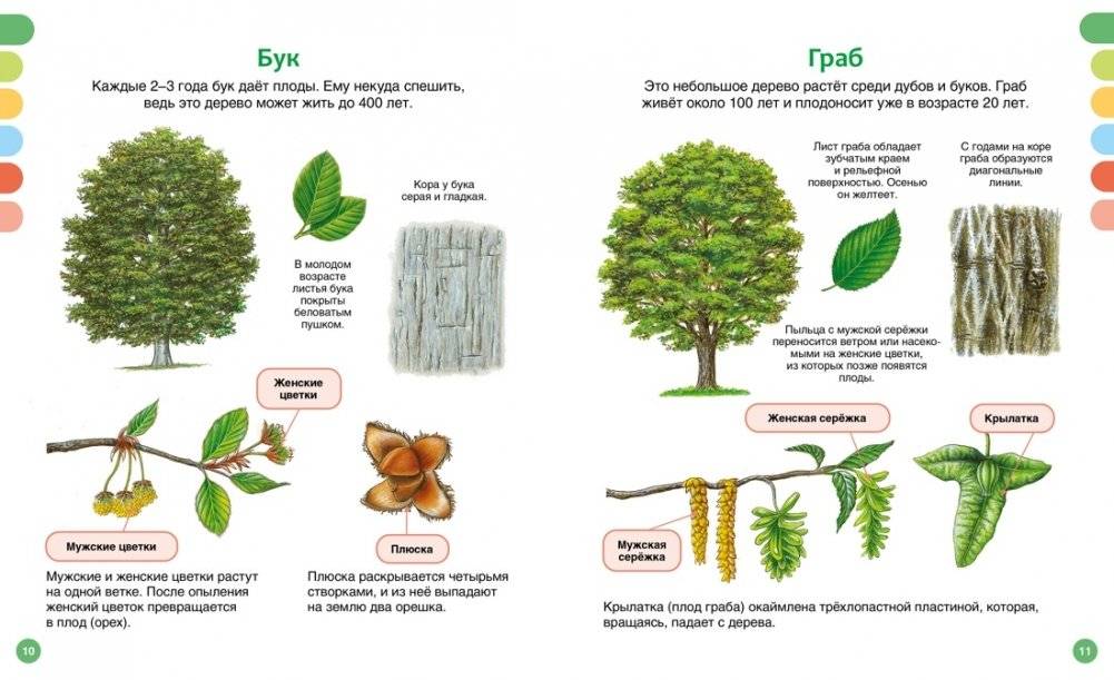 Жизнь леса фото книги 5