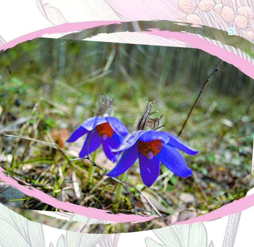 Прострел раскрытый. Растение года Беларуси фото книги 3