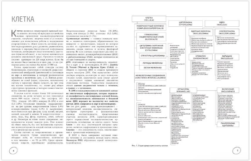 Анатомия: русско-латинский атлас-раскраска фото книги 5