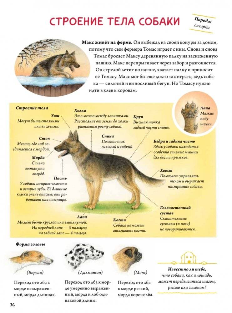 Моя самая красивая книга о кошках и собаках фото книги 7