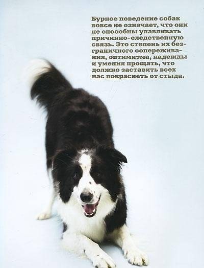 Почему собаки лучше кошек фото книги 3