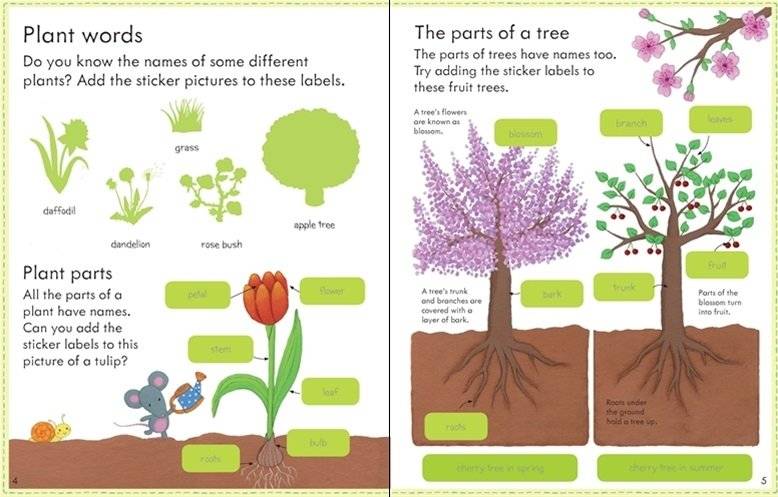 My First Book About How Things Grow фото книги 3