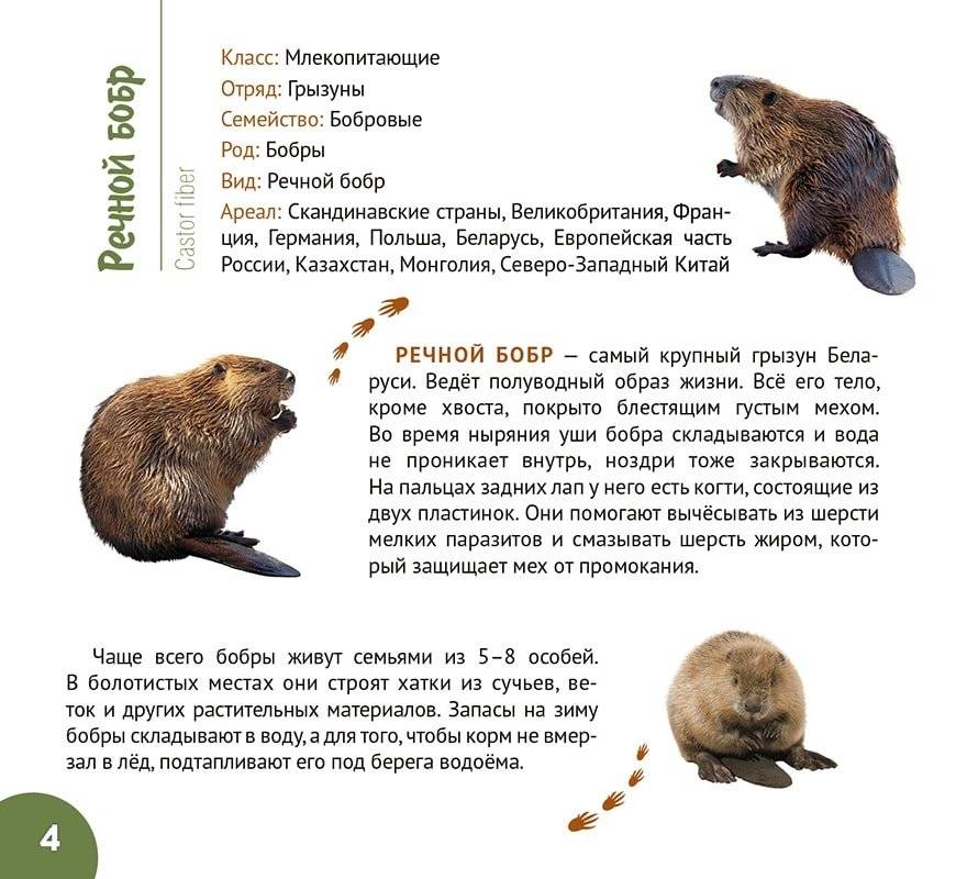 Белорусские болота. Серия "Планета животных" фото книги 3
