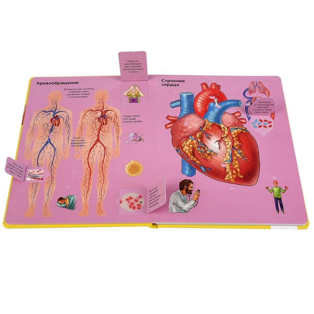 Тело человека фото книги 4