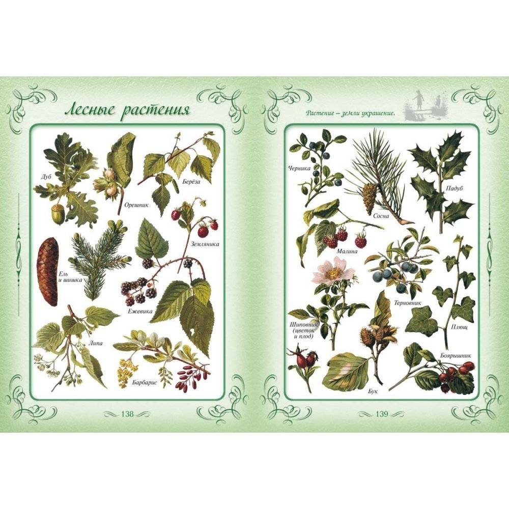 Первая книга наших прабабушек фото книги 7