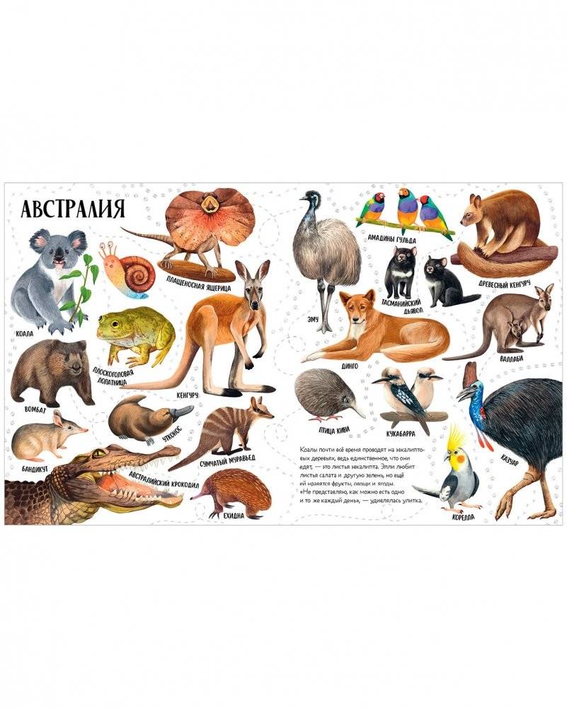 Приключения улитки Элли в мире животных (мягкая обложка) фото книги 4