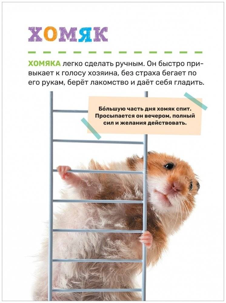 Домашние питомцы. Первая энциклопедия малыша фото книги 5