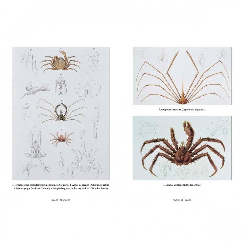 Ж.-Л. Кювье. Царство животных. Членистые. Ракообразные фото книги 5