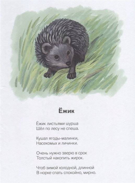 На лесной тропинке фото книги 2