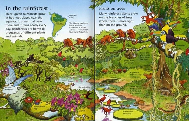 First Encyclopedian of Our World фото книги 4