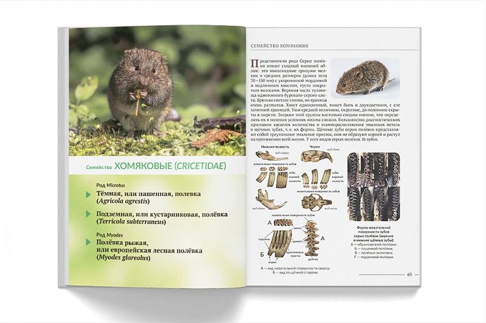 “Животные леса. Грызуны Беларуси” фото книги 3