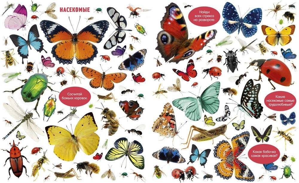 Большая книга малыша. Животные фото книги 2