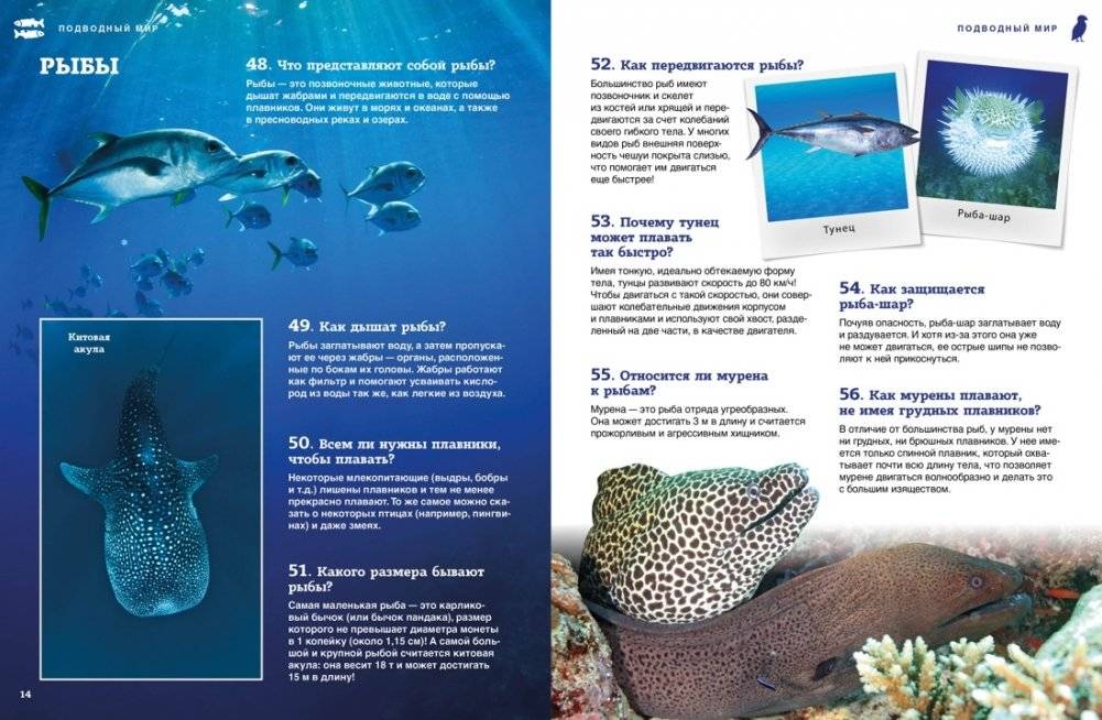 Подводный мир фото книги 5